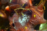 Clavelina sp-Caprella sp Tomia Hondue Beach-8m-20180525-Denis-ADER-DSC_0382-1_tn